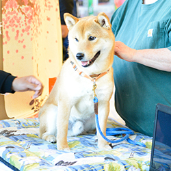 dog petting